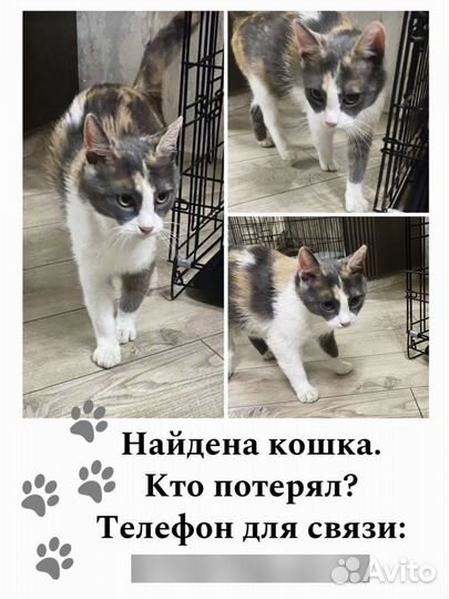 Потерялась кошка