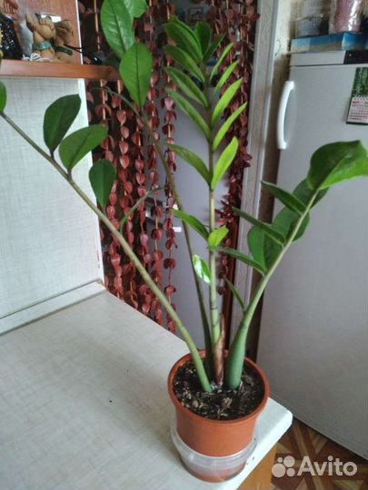 Комнатные растения