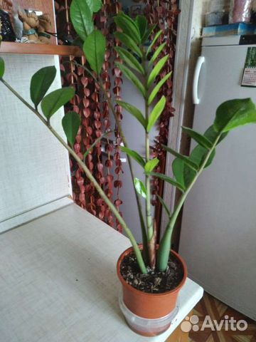 Комнатные растения