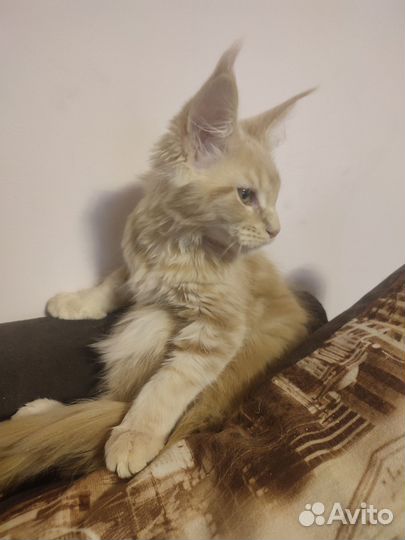 Котята (2 кота и 1 кошечка) мейн-кун