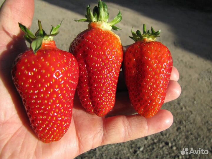 Саженцы сезонной крупноплодной клубники Азия