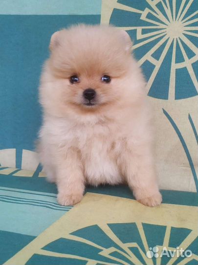 Щенки померанского шпица