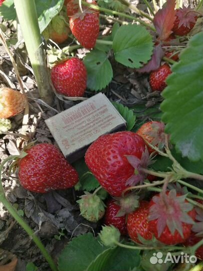 Клубника 