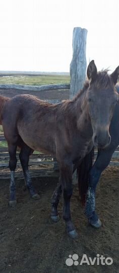 Продам жеребчик