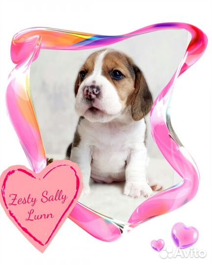 Щенок бигля