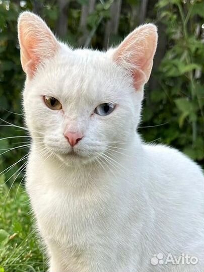 Кот разноглазик