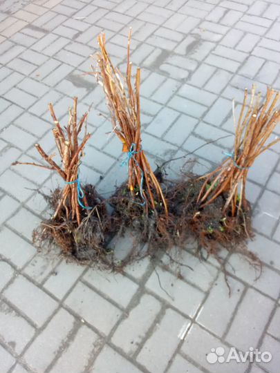 Саженцы малины Джон джи