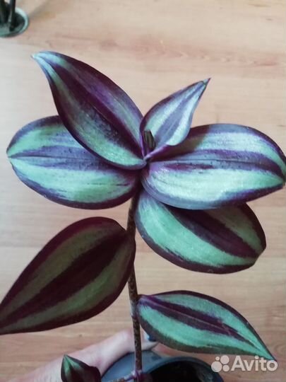 Цветы комнатные