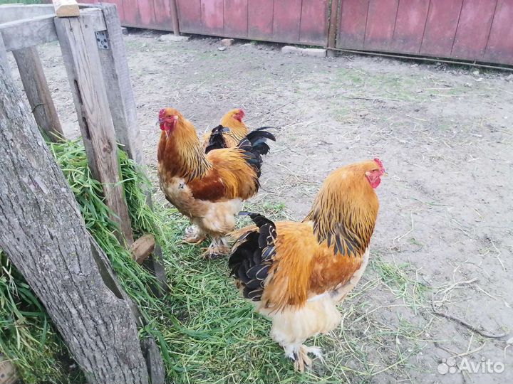 Петухи Брама