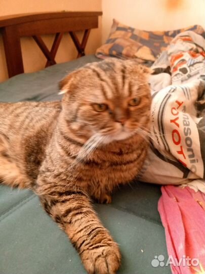 Шотландский кот