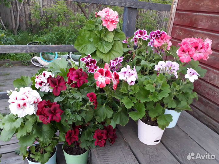 Пеларгония герань королевская сортовые