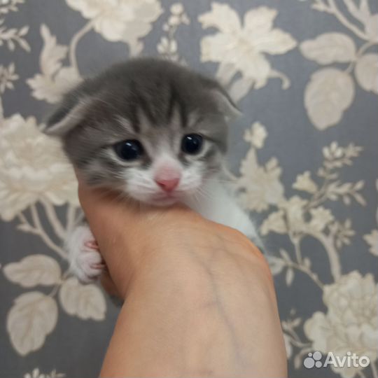 Котенок мальчик