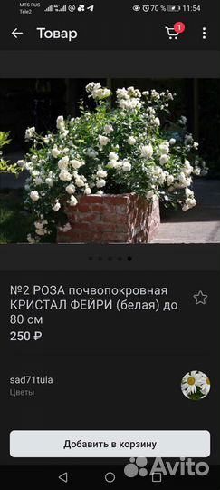 Роза Кристал:белая и почвопокровная