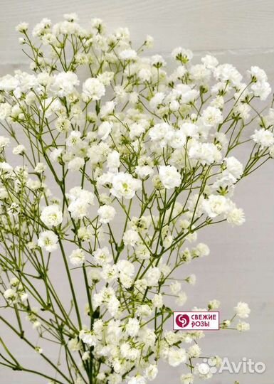 Гипсофила/Примула/ирисы/гравилат саженцы