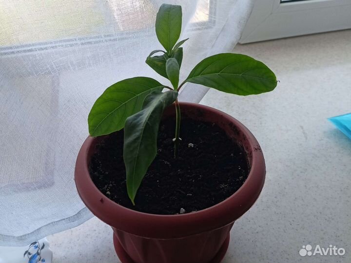 Цитарексилум, мурайя, абелия, райтия