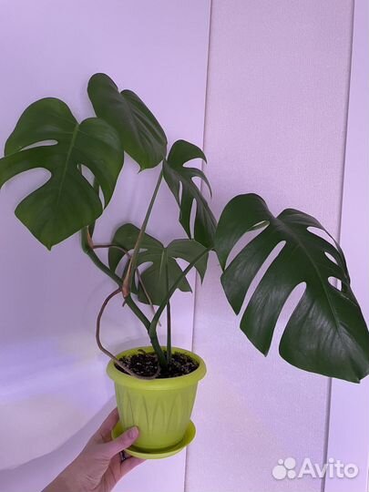Монстера с горшком