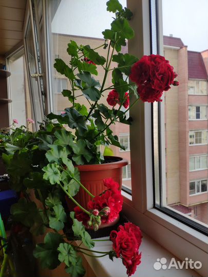 Пеларгония махровая ампельная плющелистная