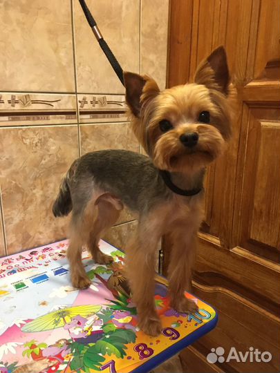 Стрижка собак