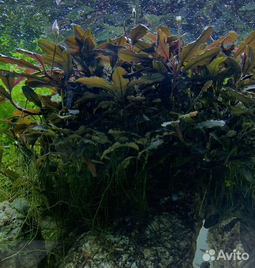 Буцефаландры