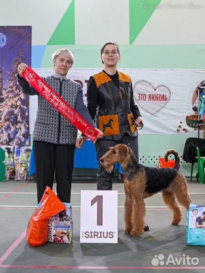 Эрдельтерьер