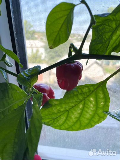 Перец острый хабанеро