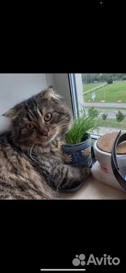 Кот