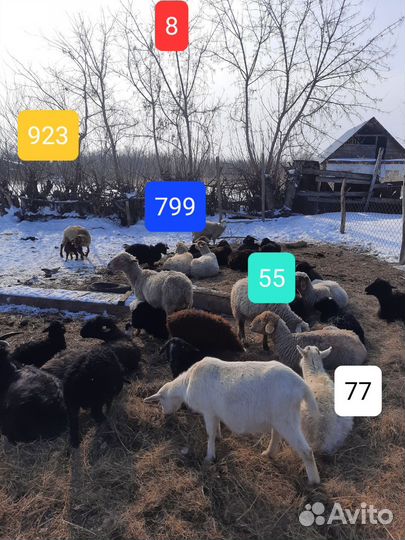 Продам Баранов