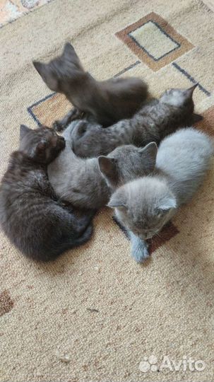 Кошка в дар бесплатно