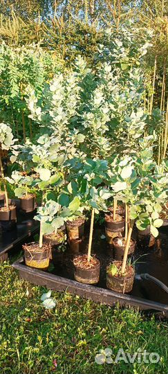 Ива Шерстистая на штамбе