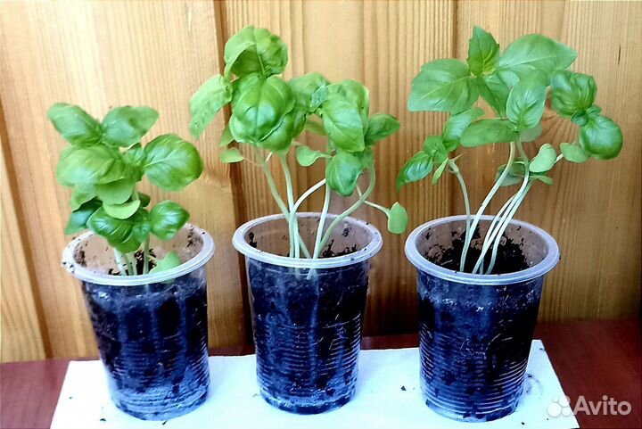 Базилик, рассада
