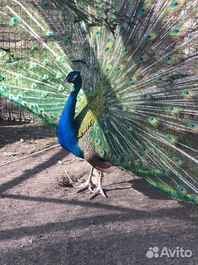 Павлины продажа