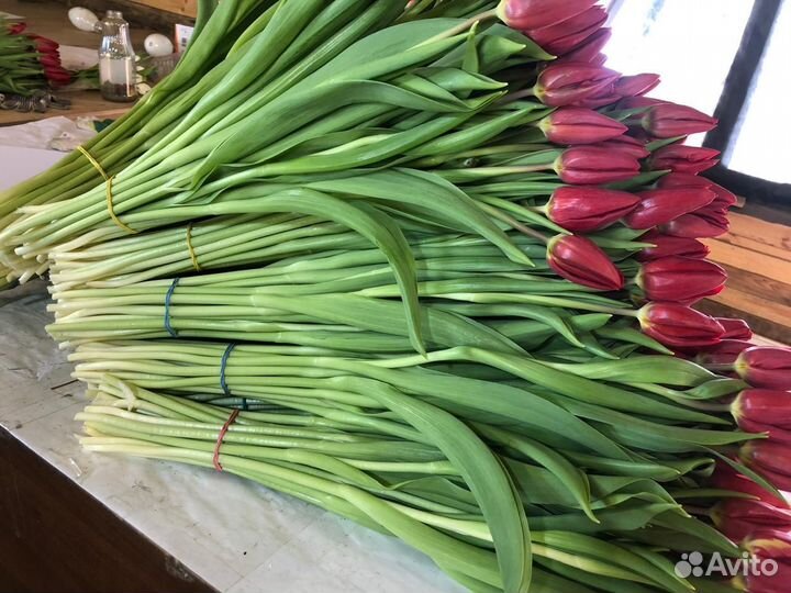 Тюльпаны к 8 марта опт розница брянск