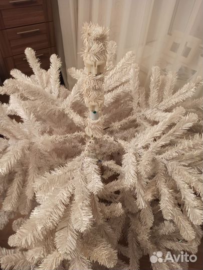 Ель белая Исландская Триумф 185