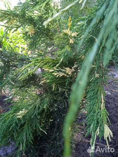 Можжевельник