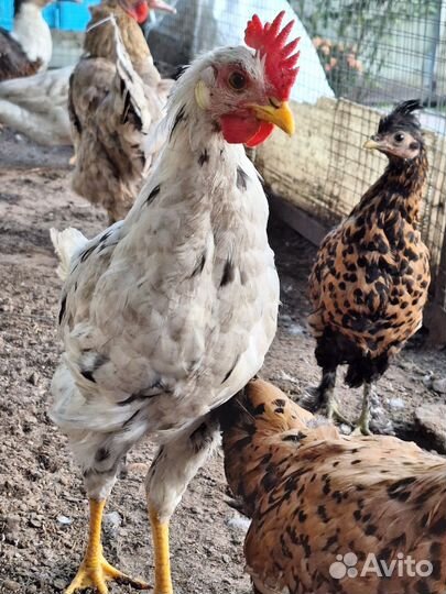Молодые домашние петухи