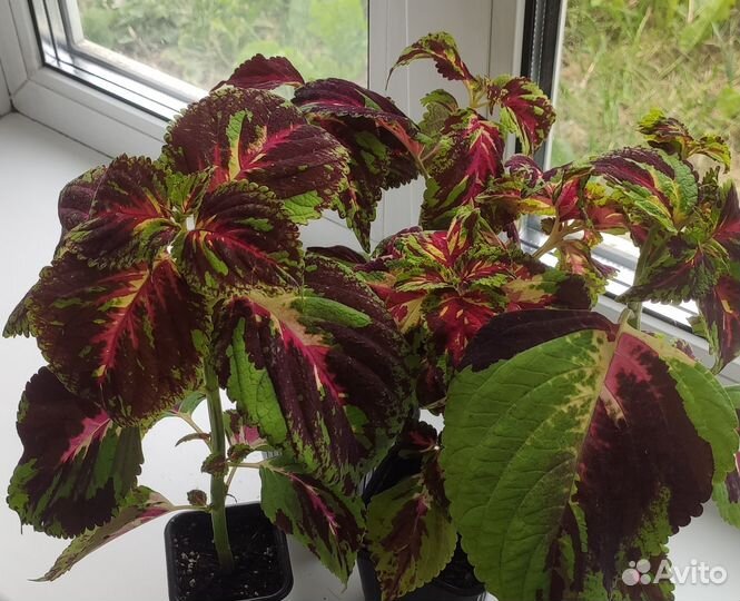 Колеус Kong Mosaic