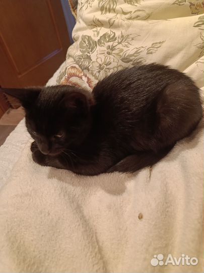 Кошечка бомбейская, маленькая пантера