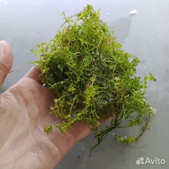 Аквариумные растения водоросли