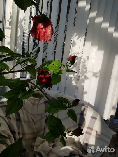 Роза китайская крупноцветная махровая