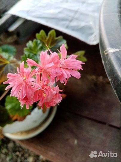 Комнатные цветы