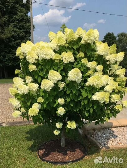 Гортензия метельчатая взрослые кусты