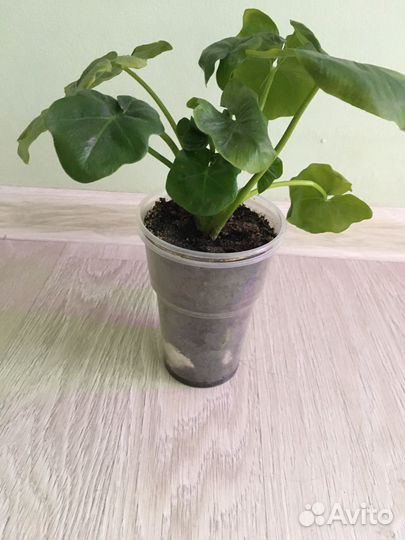 Филодендрон Атом