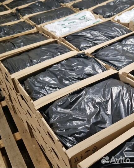 Саженцы ели зкс в розницу