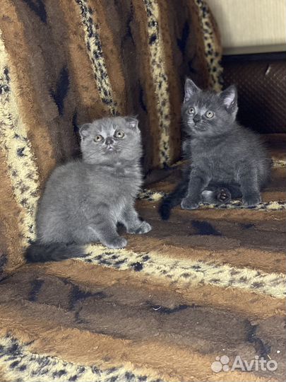 Британские котята