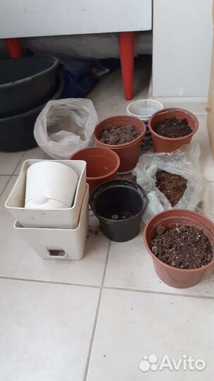 Цветочные горшки рассада