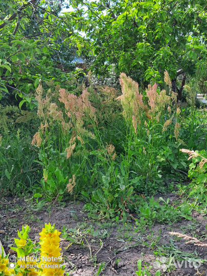 Щавель свежий и на рассаду