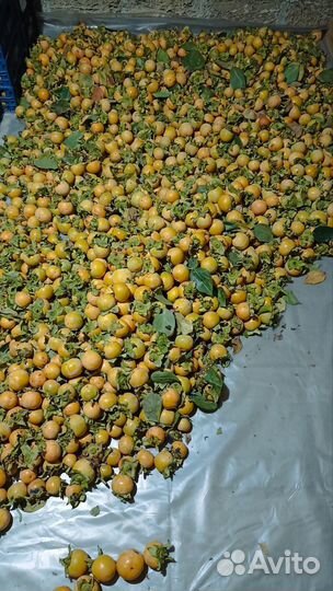 Хурма оптом