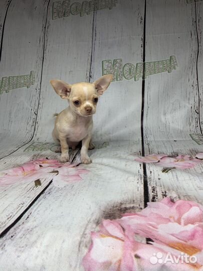 Кремовый мальчик чихухуа
