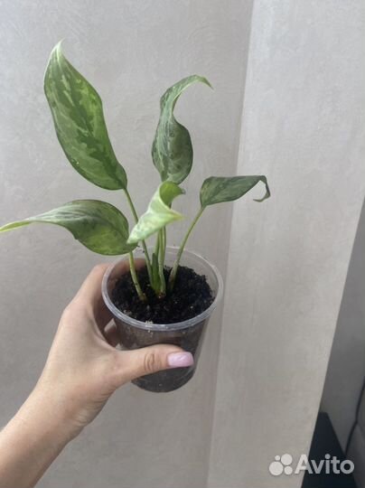 Прекрасная Аглаонема Трейба