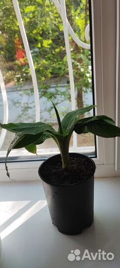 Карликовый банан